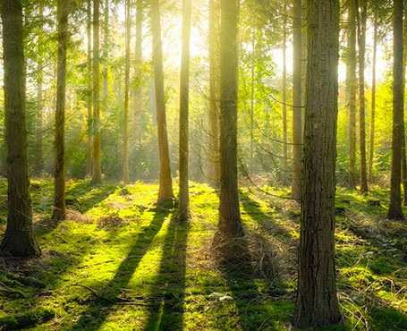 愛的天使-空氣凈化器電商平臺|一網天行-網站建設小程序APP系統軟件開發公司
