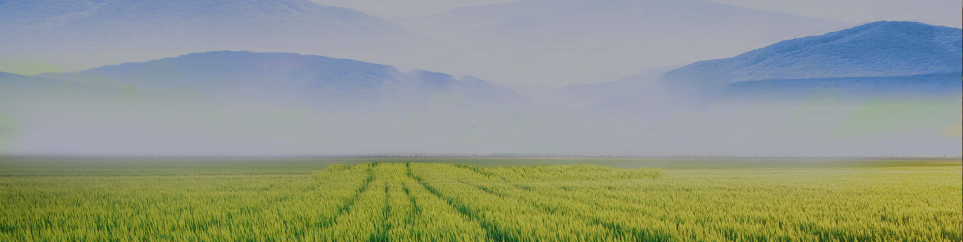 野谷集團網站|一網天行-網站建設小程序APP系統軟件開發公司