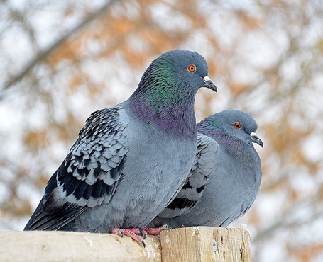 鴿天下-在線拍賣電商平臺|一網天行-網站建設小程序APP系統軟件開發公司